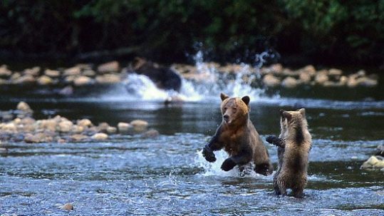 two-bears-min